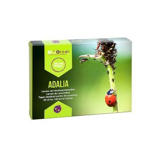 Adalia-100 larven