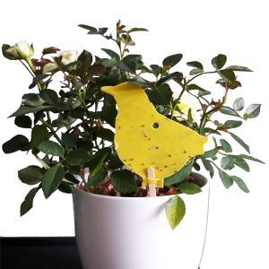 Decoratieve gele vangplaten rouwvliegen | 20 stuks